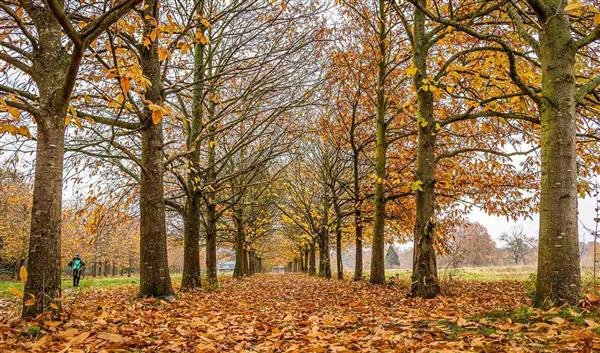 Londra Doğa Epping Ormanı