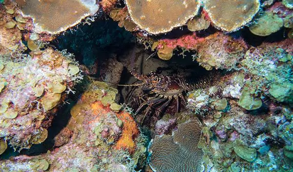 Kralendijk Nature Bonaire National Marine Park