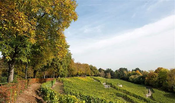 Frankfurt am Main Przyroda Lohrberg 