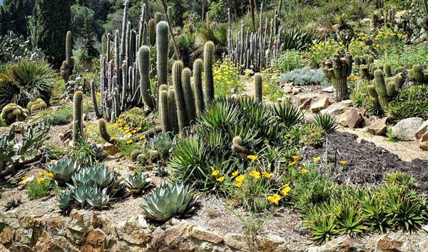Las Palmas Doğa El Jardin Canario