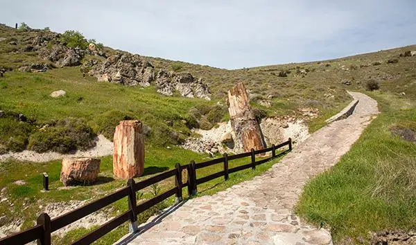 Mytilini Nature Lesvos Petrified Forest