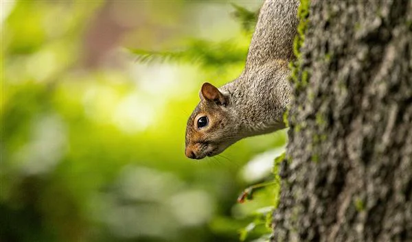 Birmingham Nature Birmingham Wildlife Conservation Park