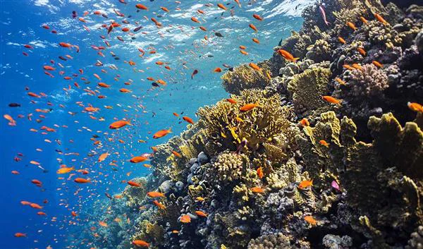 Marsa Alam Nature Elphinstone Reef